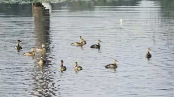 यूरोप-अफ्रीका से मध्यप्रदेश पहुंचे प्रवासी पक्षी, गुलजार हुआ नौरादेही टाइगर रिजर्व