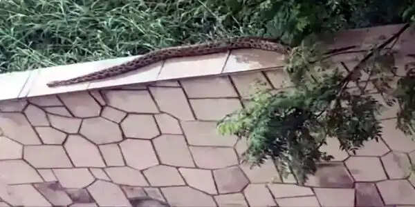 फरीदाबाद के बिजनेस हब में घुसा अजगर,मचा हड़कंप