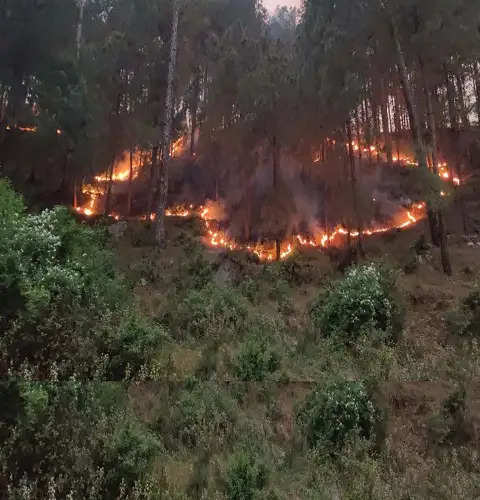 यूनाइटेड नेशन्स फोरम ऑन फॉरेस्ट की बैठक की मेजबानी करेगा भारत