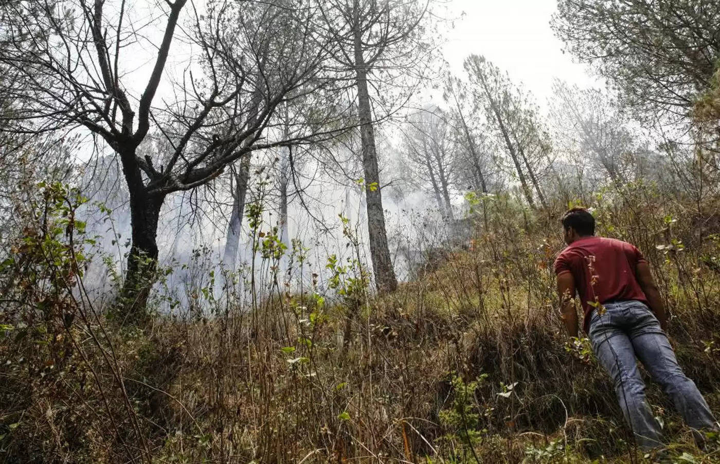 सब कुछ राख करने के बाद बुझी नैनीताल के आसपास की आग