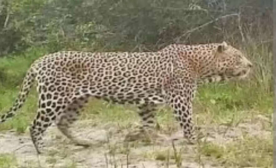 मुरादाबाद के गांव कूड़ामीरपुर में दिखाई दिया तेंदुआ, ग्रामीणों में दहशत