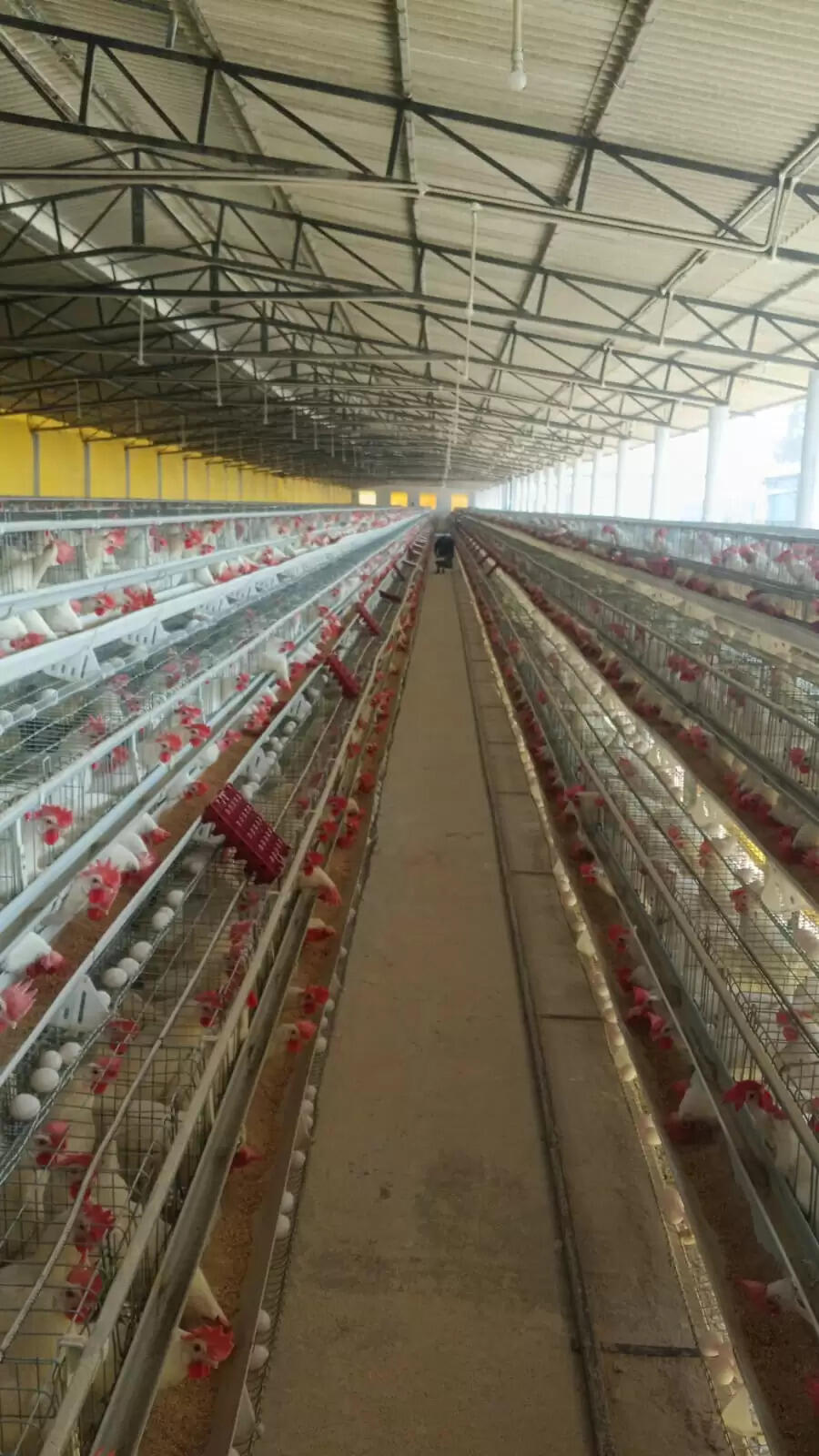 योगी सरकार की महत्वाकांक्षी योजना से पशुपालन और रोजगार की दिशा में बड़ा बदलाव