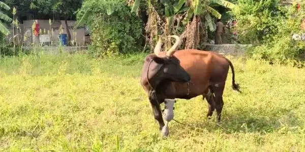 नारायण सेवा संस्थान की अनूठी पहल, मॉड्यूलर कृत्रिम पैर के सहारे फिर से चलने लगी दिव्यांग गोमाता