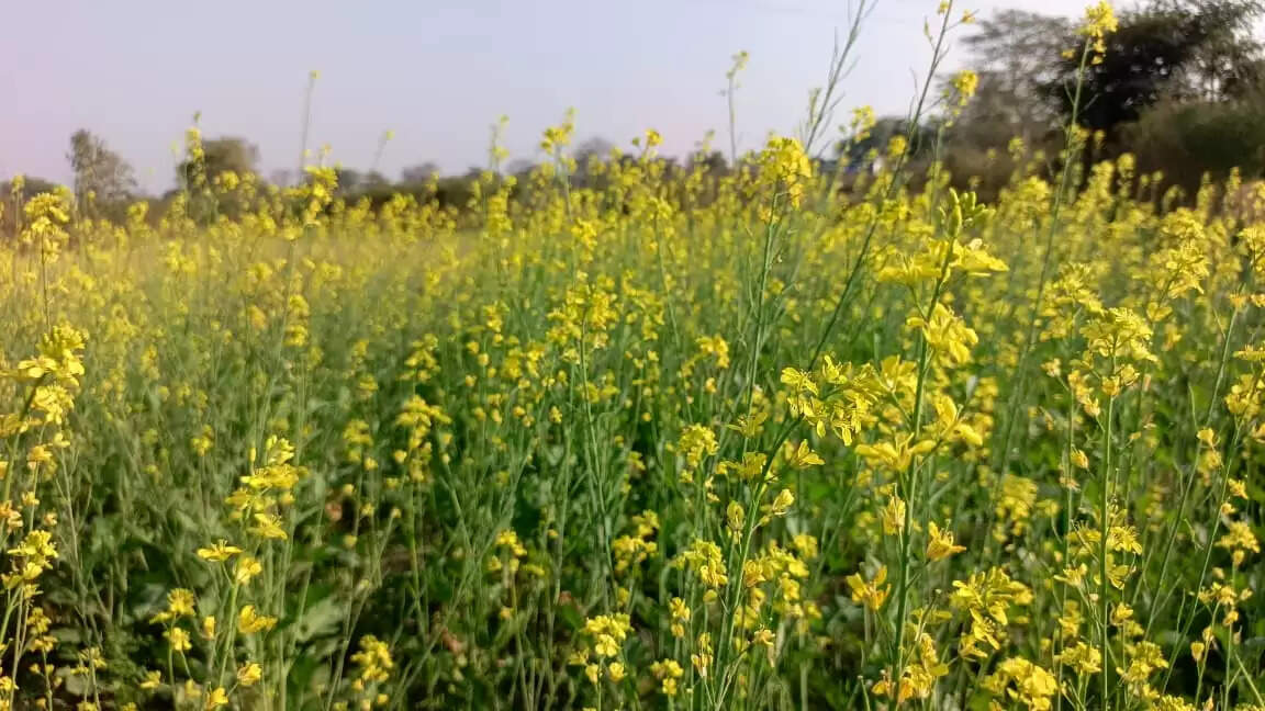 सरसों और मसूर में विस्तार, दलहन–तिलहन को मिला बढ़ावा