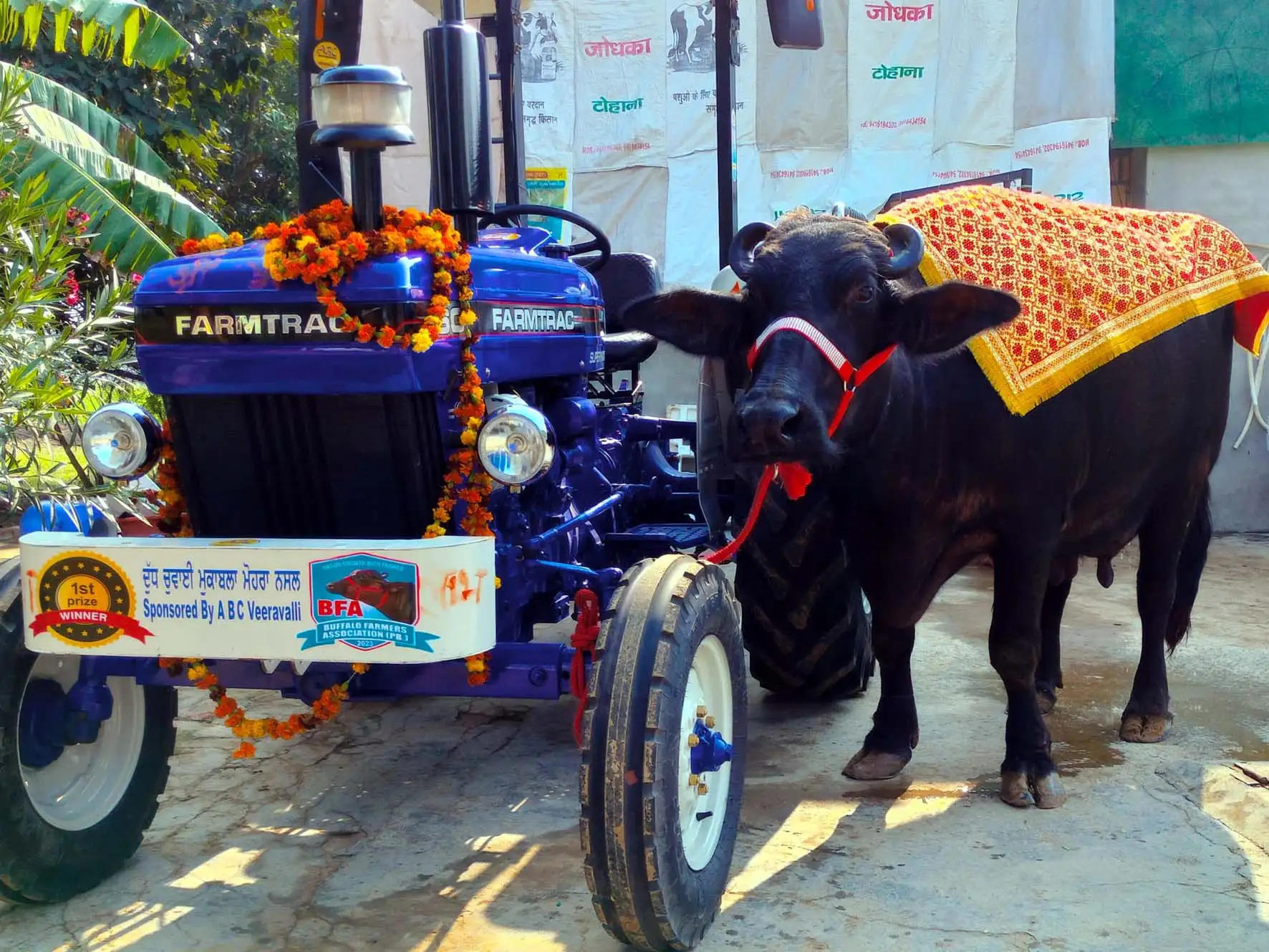 हिसार : लांधड़ी के पशुपालक की भैंस ने दुग्ध प्रतियोगिता में दिया सबसे ज्यादा दूध