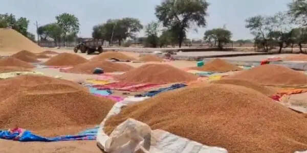 जिले में चना उपार्जन अंतिम चरण में, प्रदेश की 40 फीसदी से अधिक खरीदी धमतरी से