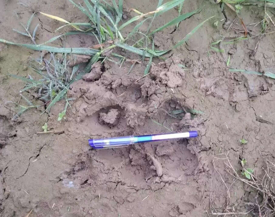 बाघ की दस्तक से ग्रामीणों में दहशत, वन विभाग ने लगाया आईआर कैमरे