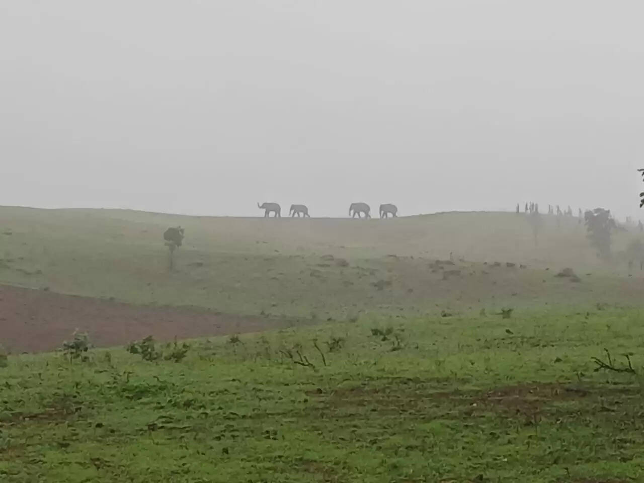 अनूपपुर: हाथियों का आतंक, अहिरगवां से घुनघुटी रेंज के पड़री बीट तक ग्रामीण इलाकों में की तोड़फोड़