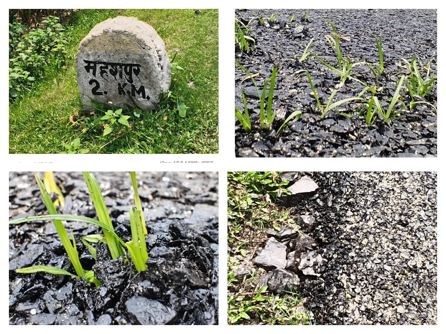 एक हफ्ते में उखड़ी सड़क, बीच में उगी घास, निर्माण कार्य पर उठे सवाल