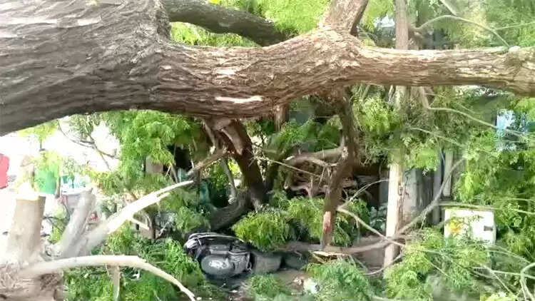 अचानक गिरा विशाल नीम का पेड़, दुकानें और स्कूटी क्षतिग्रस्त