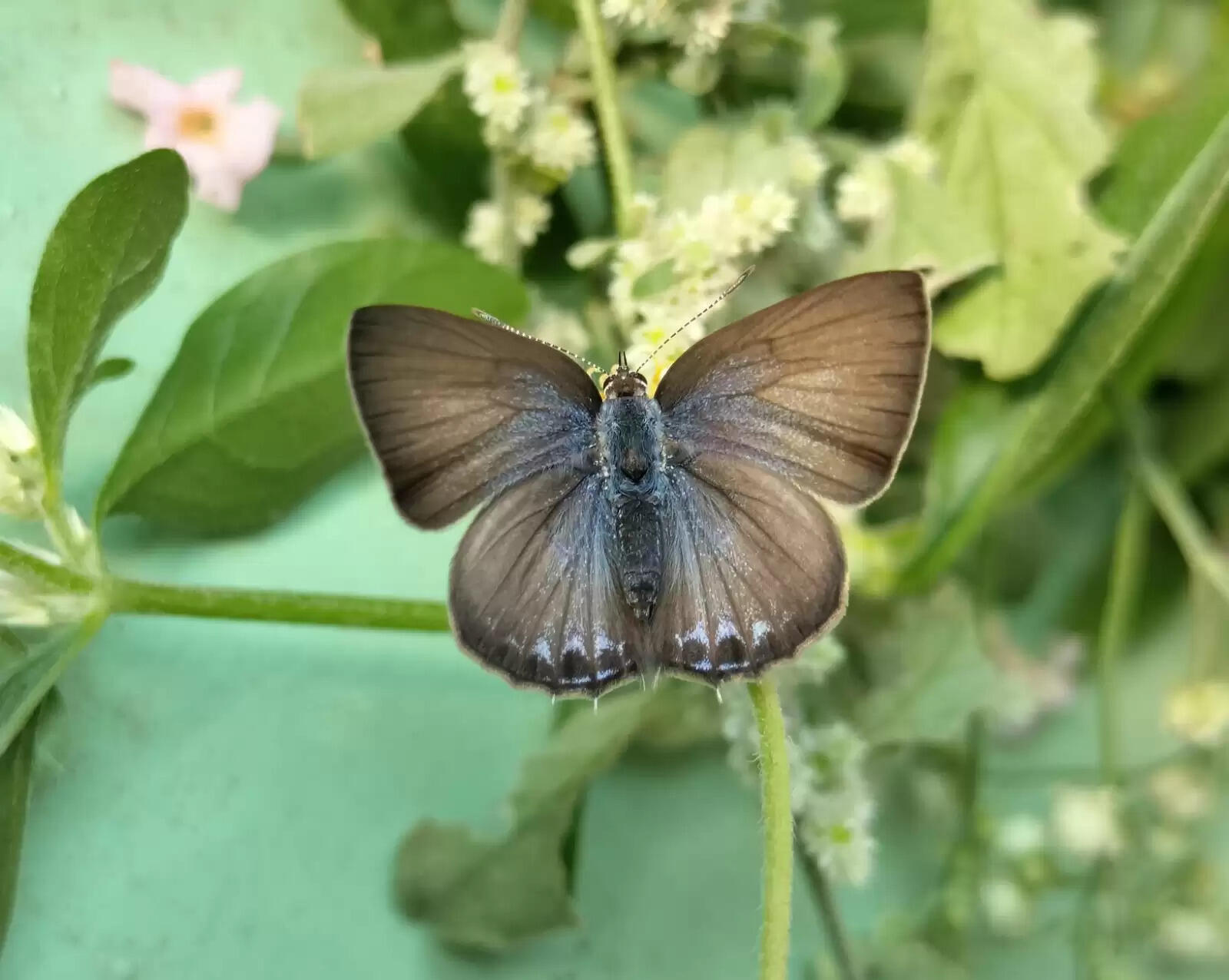 राज्य में पहली बार दर्ज हुई ‘पॉइंटेड सिलिएट ब्लू’ तितली