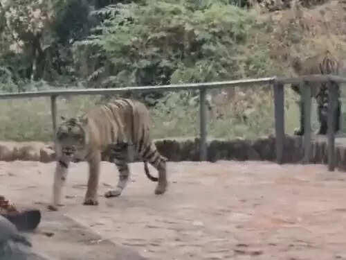 प्रियंका गांधी परिवार के साथ छुट्टियां मनाने पहुंचीं रणथंभौर,&nbsp;तीन दिन करेंगी टाइगर सफारी