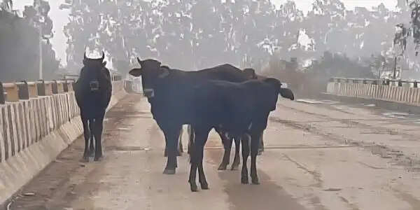 यमुनानगर:गोवंश मुक्त शहर का दावा, सड़कों पर अब भी पशु बने खतरा