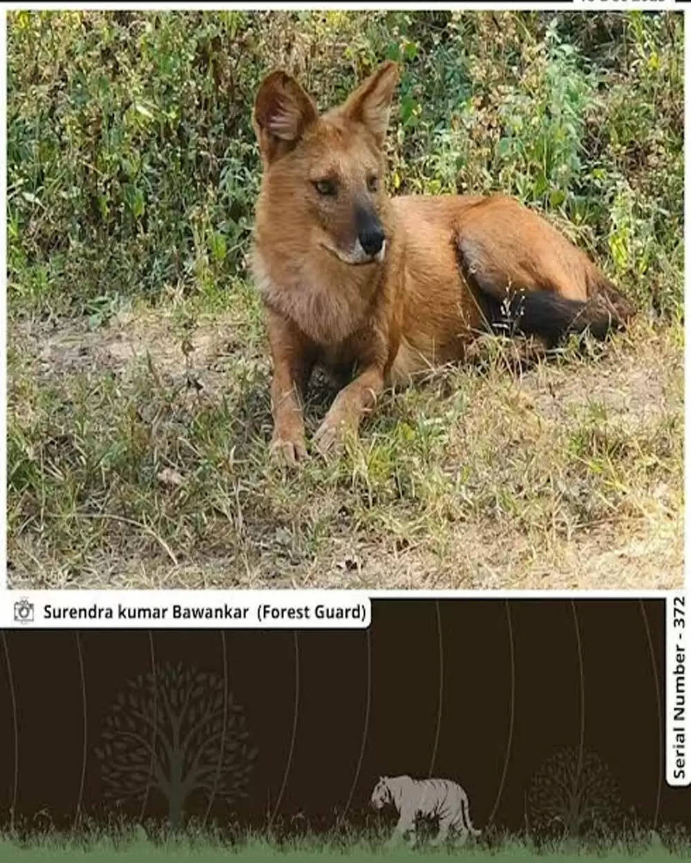 सिवनीः पेंच टाइगर रिज़र्व से वन्यजीवन की अनूठी झलक