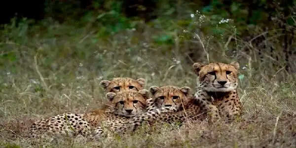 मप्रः कूनो नेशनल पार्क के जंगल में मुक्त किये गए चीता निरवा और उसके तीन शावक