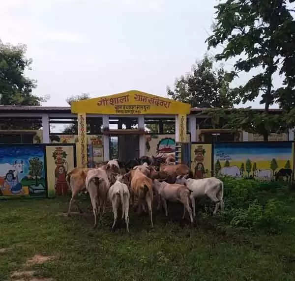 छतरपुर : 169 गौशालाओं मे 15060 गौवंश का संरक्षण संबर्धन का दावा