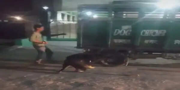 पालतू जर्मन शेफर्ड ने मालकिन को नोच-नोच कर किया मरणासन्न, वीडियो वायरल