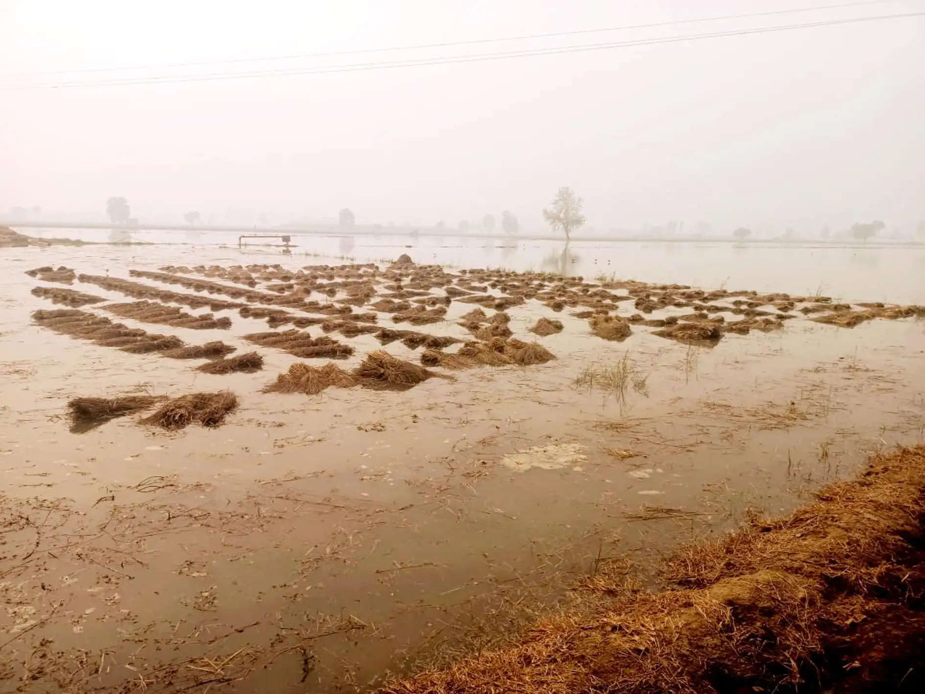 फतेहाबाद: एमपी रोही डिस्ट्रीब्यूटरी टूटी, 150 एकड़ भूमि जलमग्न