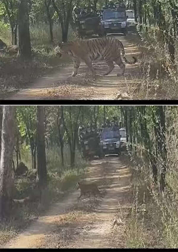 सिवनीः पेंच टाइगर रिजर्व के खवासा बफर में बाघिन जुगनी ने दिया पाँच शावकों को जन्म