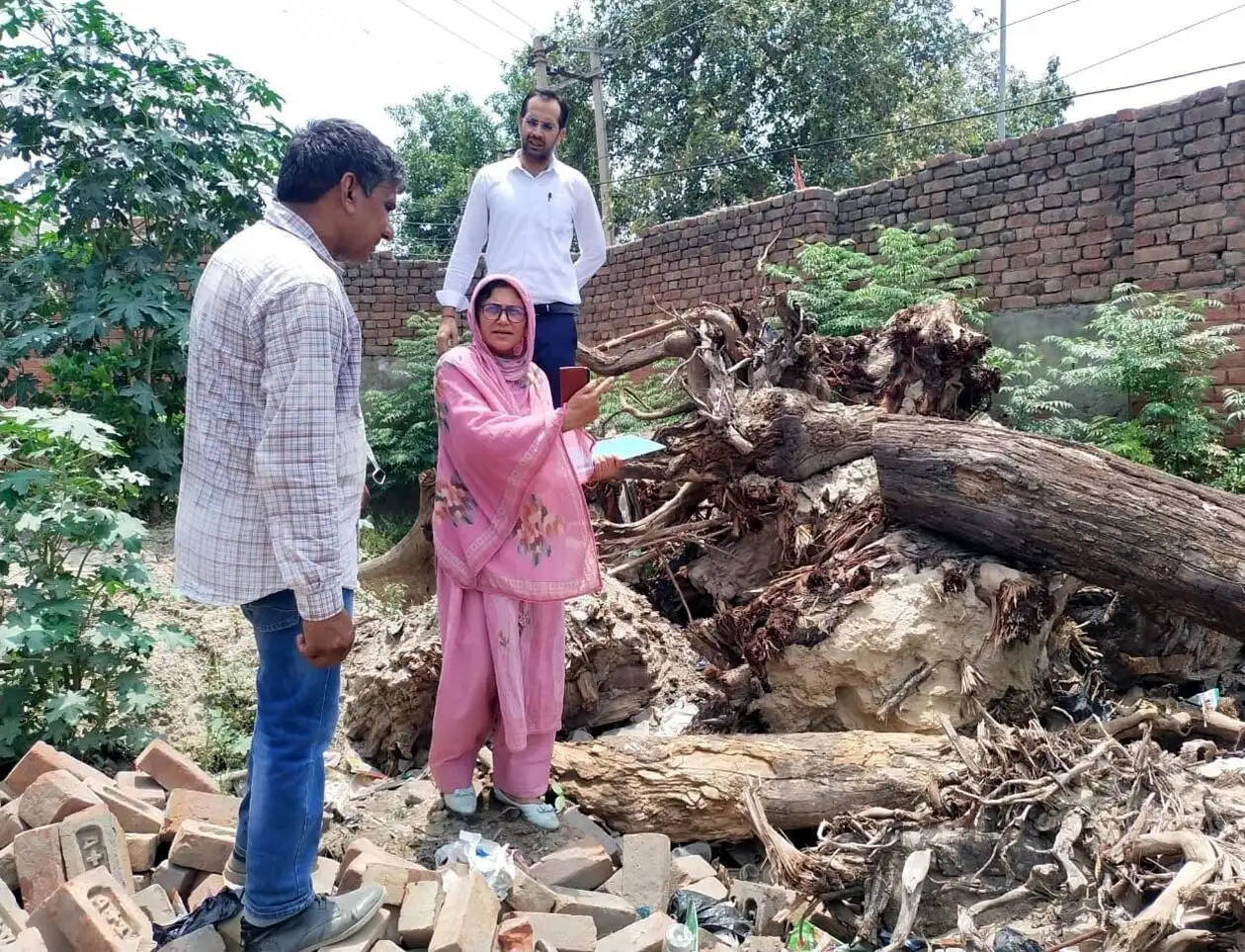 हिसार में रोडवेज अधिकारियों ने हाईकोर्ट की रोक के बावजूद कटवा डाले लाखों के पेड़