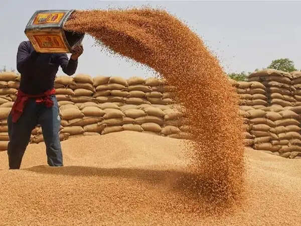 मप्र : 4 लाख 42 हजार से अधिक किसानों ने समर्थन मूल्य पर गेहूँ उपार्जन के लिये कराया पंजीयन