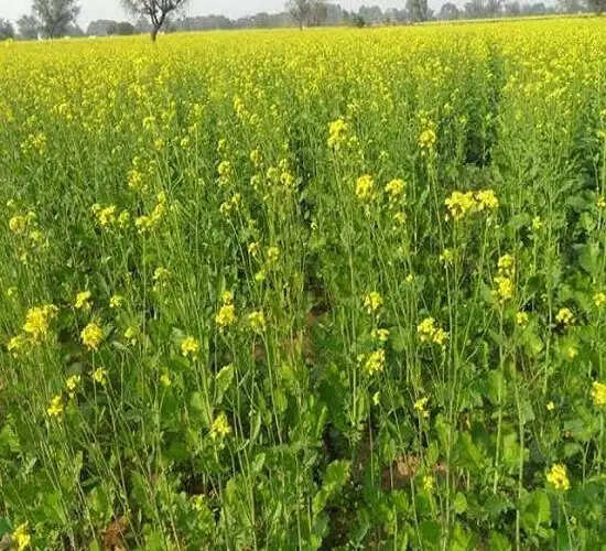 किसानों के लिए सबसे अधिक लाभकारी है राई-सरसों की खेती : डॉ राजेश राय