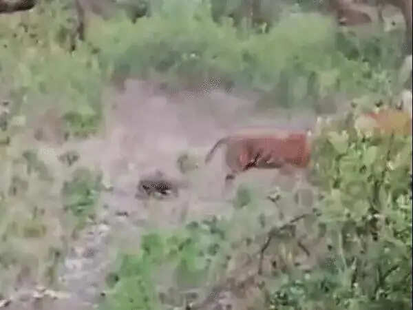 सरिस्का में बाघिन एसटी-30 ने दिए तीन शावकों को जन्म