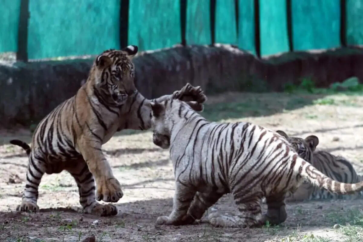 नाहरगढ़ में गूंजी बाघों की दहाड़: बाघिन रानी के पांचों शावकों का मनाया पहला जन्मदिन