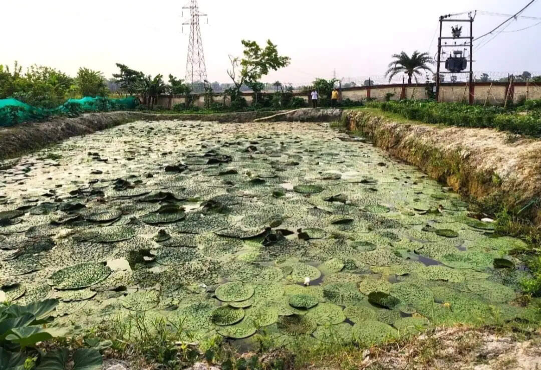 मखाना आधारित एकीकृत बागवानी प्रणाली से किसानों को होगी सालभर आय : डीन