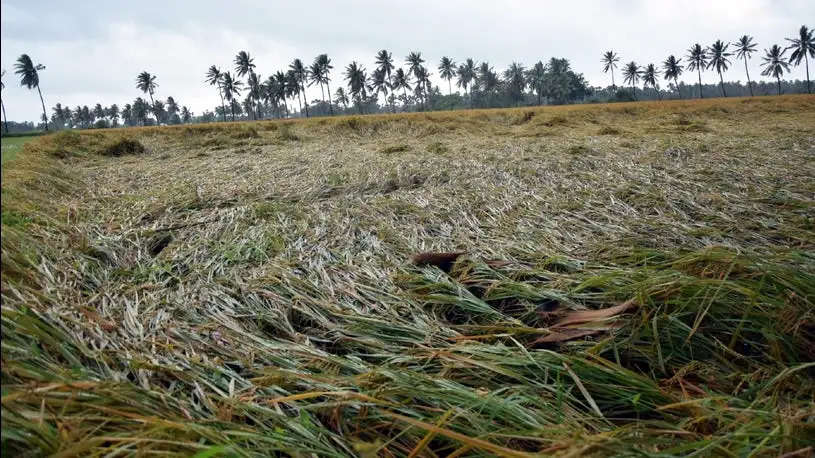 फतेहाबाद: 2022 में जलभराव से खराब हुई फसलों का 125 करोड़ रुपये मुआवजा जारी