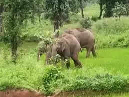 कोरबा शहर से 8 किमी दूर दंतैल हाथी की मौजूदगी से हड़कंप, बालको–कॉफी पॉइंट मार्ग सील