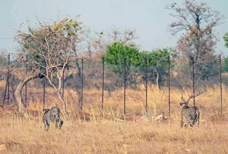 मप्र के मंदसौर का गांधी सागर अभयारण्य बना चीतों का नया आशियाना, मुख्यमंत्री ने छोड़े दो चीते