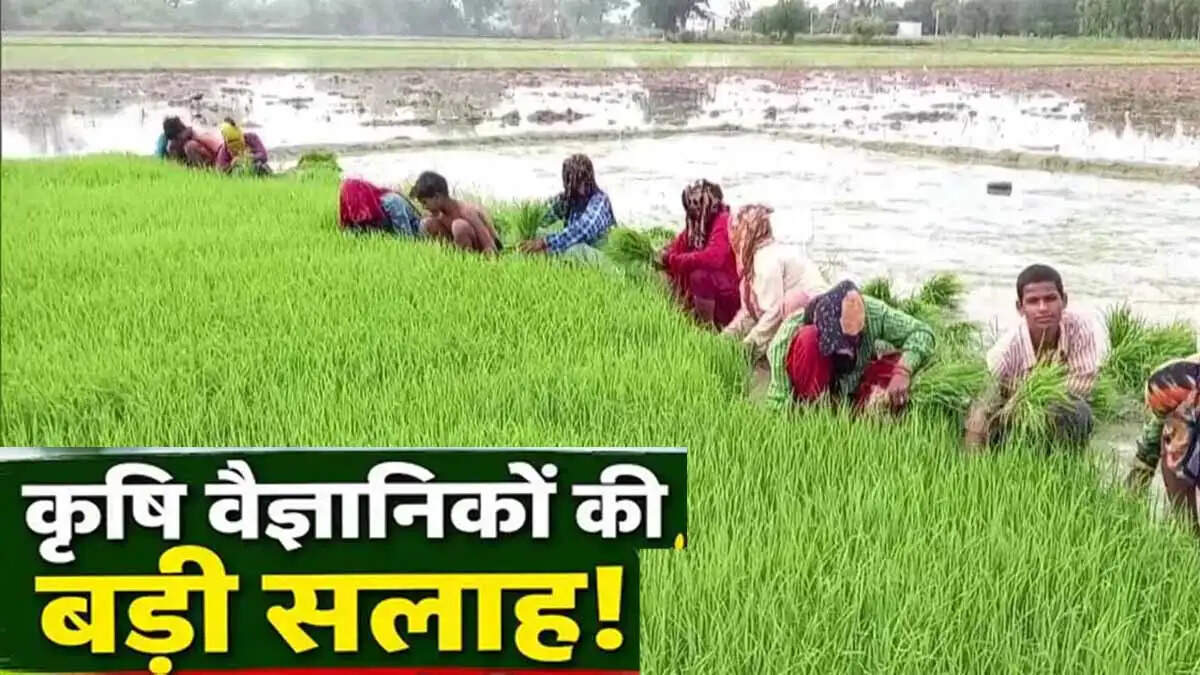 वर्षा के बीच धान की खेती के लिए कृषि वैज्ञानिकों की सलाह