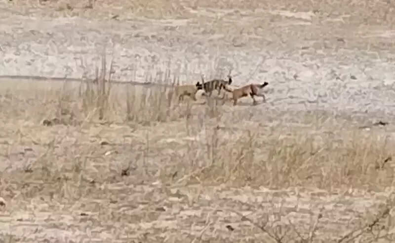 मप्रः बाँधवगढ़ टाइगर रिजर्व में दुर्लभ वन्य-प्राणी सोन कुत्ते पाये गये