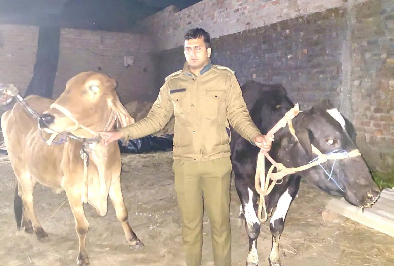 पुलिस ने दो गायों की बचाई जान, 150 किलो गौमांस बरामद, आरोपी फरार