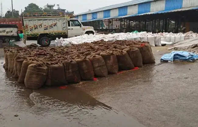 रेवाड़ी में तेज बारिश से मंडी में रखा सैकड़ों क्विंटल बाजरा भीगा