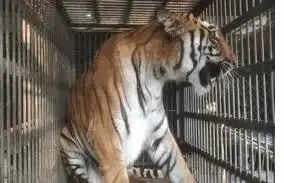 नाहरगढ़ जैविक उद्यान में बाघिन ‘भक्ति’ ने दो शावकों को दिया जन्म