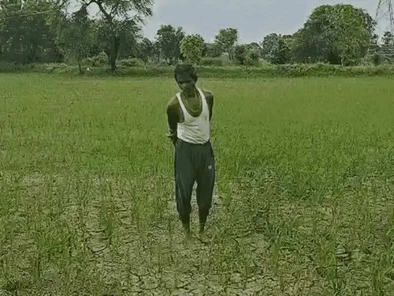 मध्य प्रदेश के 48 जिलों में बारिश का संकट, किसानों की बढ़ी चिंता, अब तक औसत से कम गिरा पानी