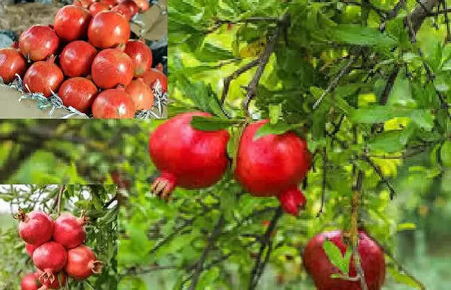 भारत ने समुद्री मार्ग से अमेरिका को 14 टन अनार की पहली खेप निर्यात की