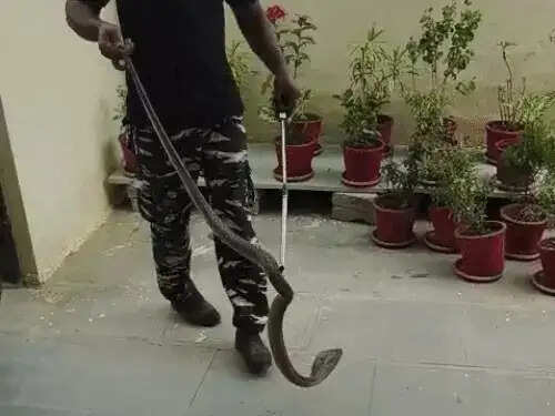 एसडीएम के सरकारी आवास में घुसा छह फीट लंबा ब्लैक कोबरा