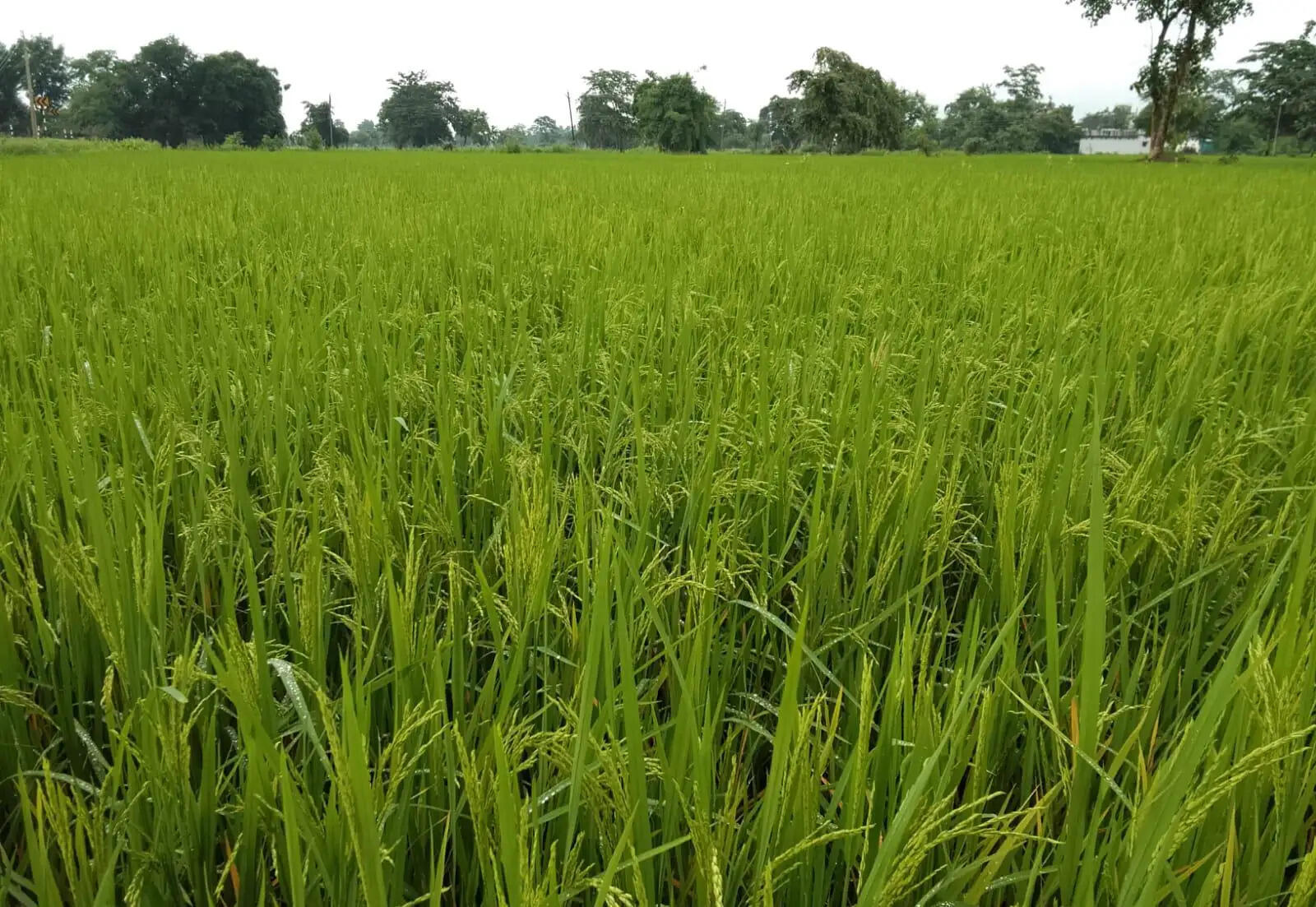 अंचल में लहलहाने लगी धान की फसल, खेतों में दिखी किसानों की मेहनत