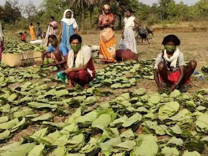 सुकमा, बीजापुर व नारायणपुर जिले के तेन्दूपत्ता संग्राहकों को किया जाएगा नगद भुगतान