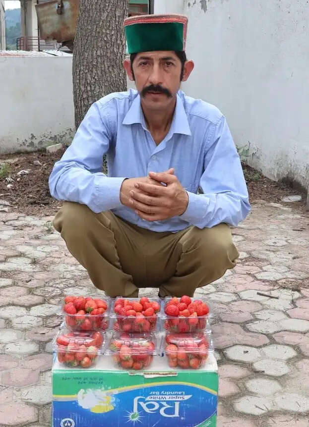 स्ट्रॉबेरी की लालिमा से बदली बालकृष्ण की तकदीर, बागवानी बनी स्वरोजगार की नई पहचान