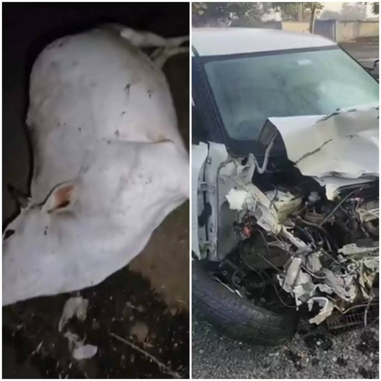 राजगढ़ः गाय से टकराते हुए दो कार आमने-सामने से भिड़ी,गाय की मौत कार सवार तीन लोग घायल