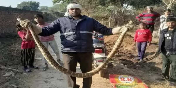 विशाल अजगर निकलने से हड़कंप, वन विभाग ने किया रेस्क्यू