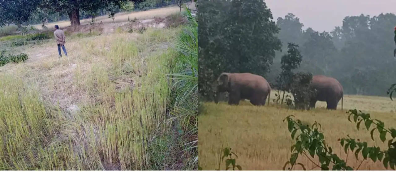 अनूपपुर: हाथियों ने चोई के जंगल में जमाया डेरा, फसलों को बना रहे अहार