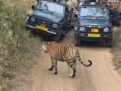 रणथंभौर में प्रियंका गांधी ने परिवार संग की टाइगर सफारी