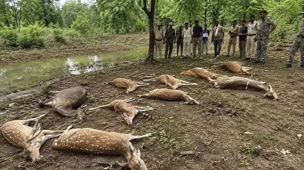 कटनी में 14 वन्यजीवों की मौत से हड़कंप, तालाब के पानी में जहर मिलाने की आशंका; तीन आरोपित गिरफ्तार