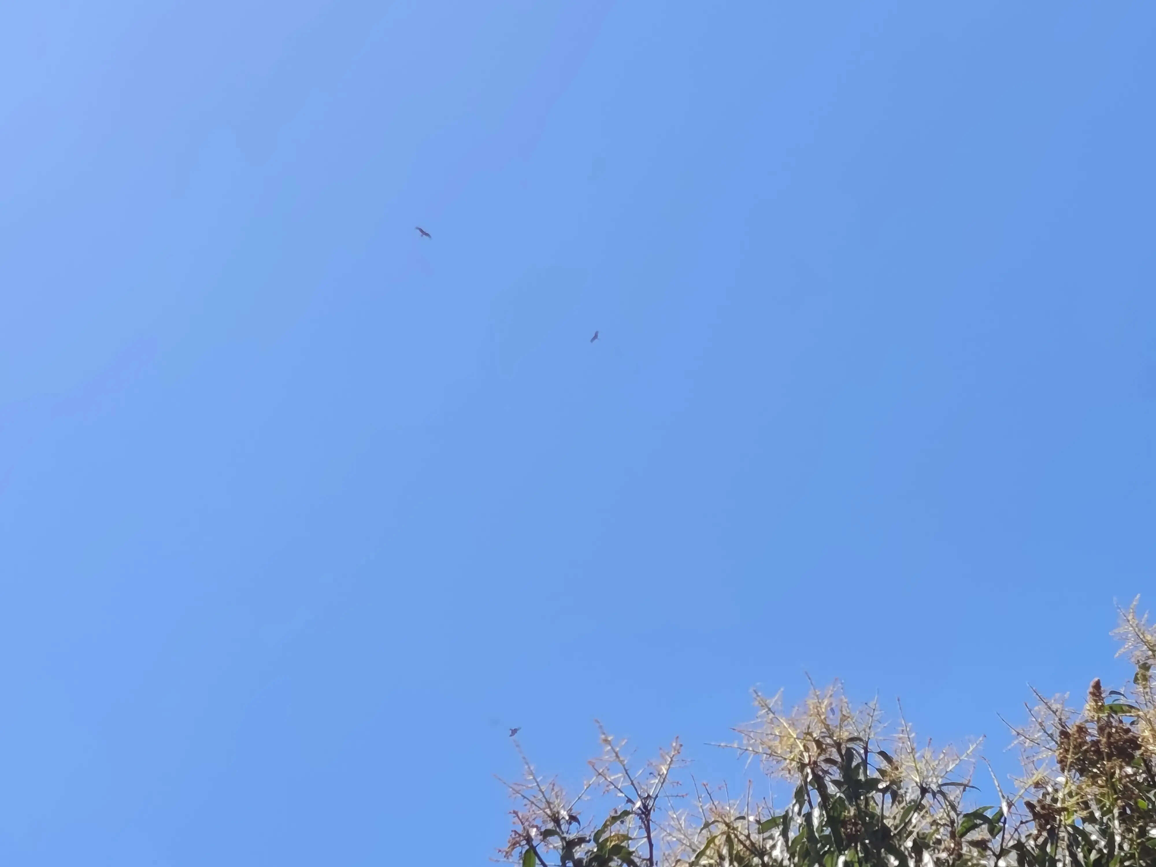 उत्तराखंड के पर्वतीय जिलों में बारिश-बर्फबारी के आसार, मैदानी क्षेत्रों में हल्की वर्षा