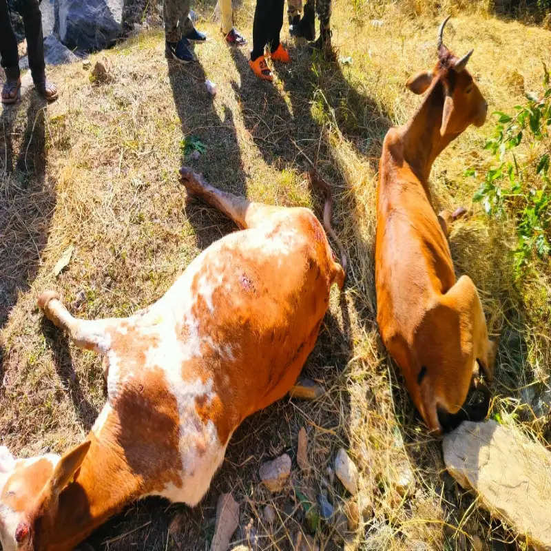 गुमला में गोवंशीय पशुओं से लदा कंटेनर पलटा, 20 से अधिक की मौत, कई की हालत खराब